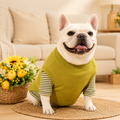 French Bulldog Spring & Autumn Vest