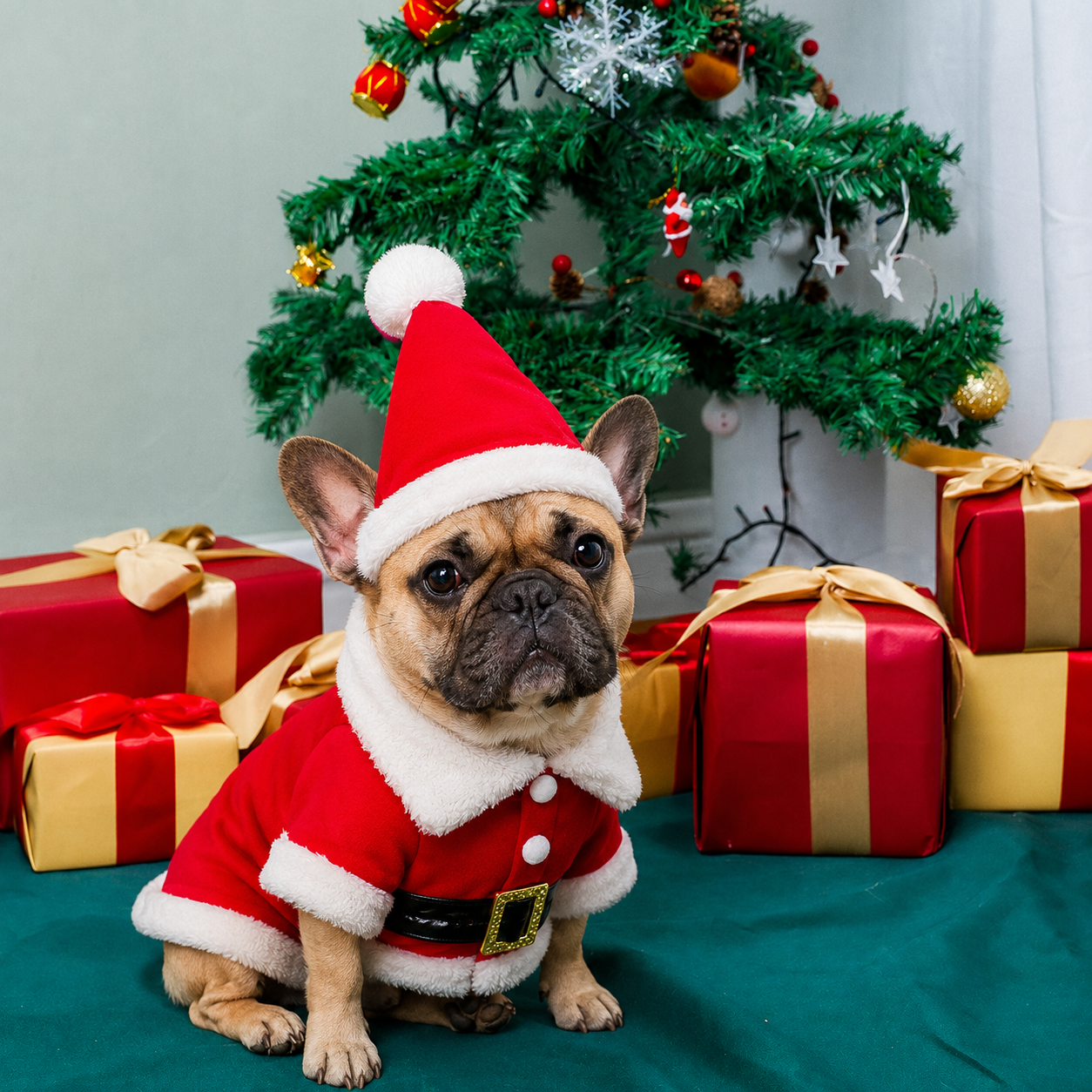French Bulldog 3D Christmas Costume Set
