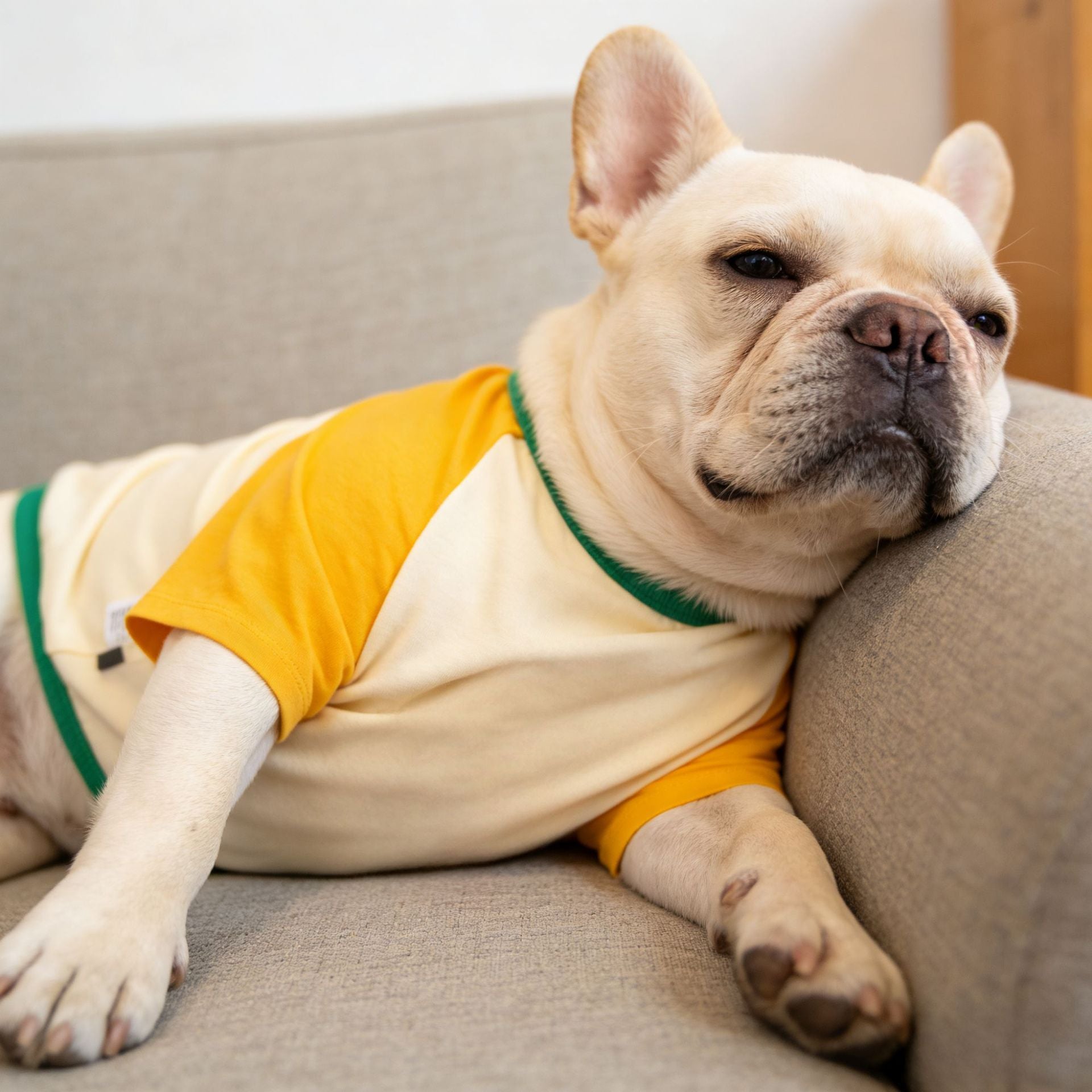 French Bulldog Color-Block Gym Sweatshirt