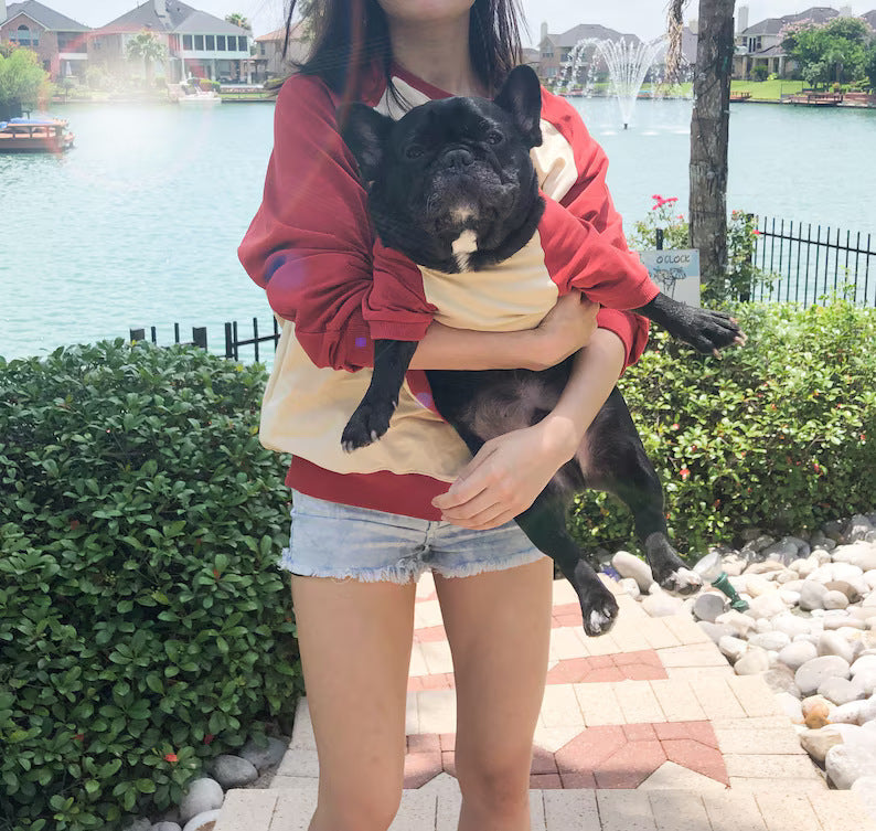 French Bulldog Color-Block Sweater