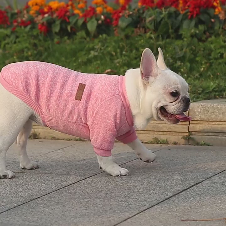 Paw-some Knit Sweater - For Frenchies & All Your Furry Friends This Snuggle Season